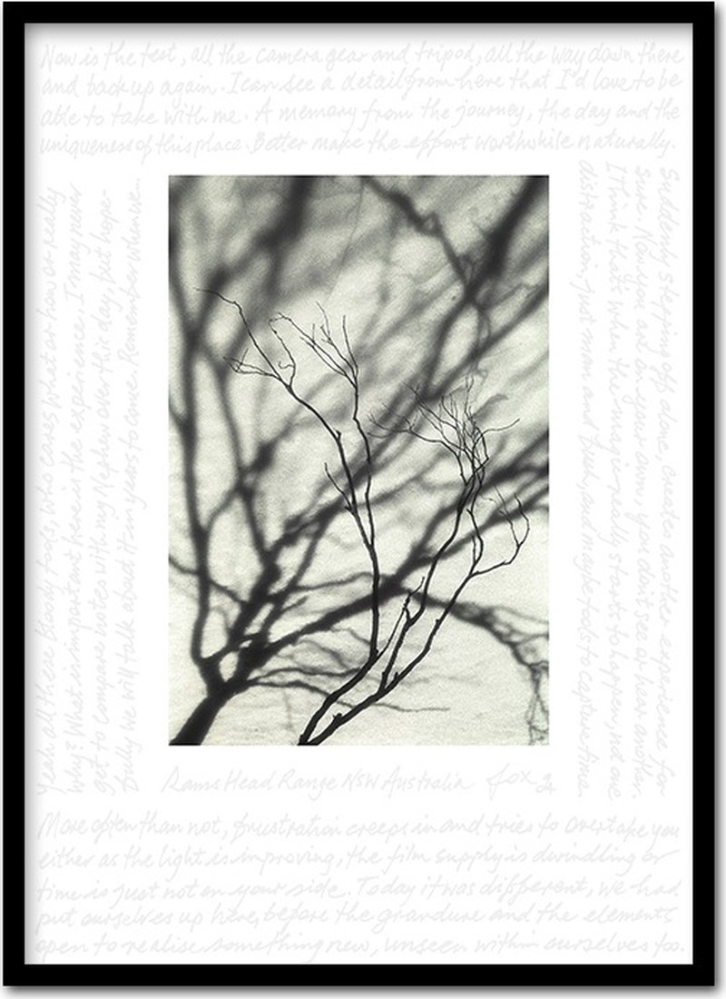 Shadows & Branch
