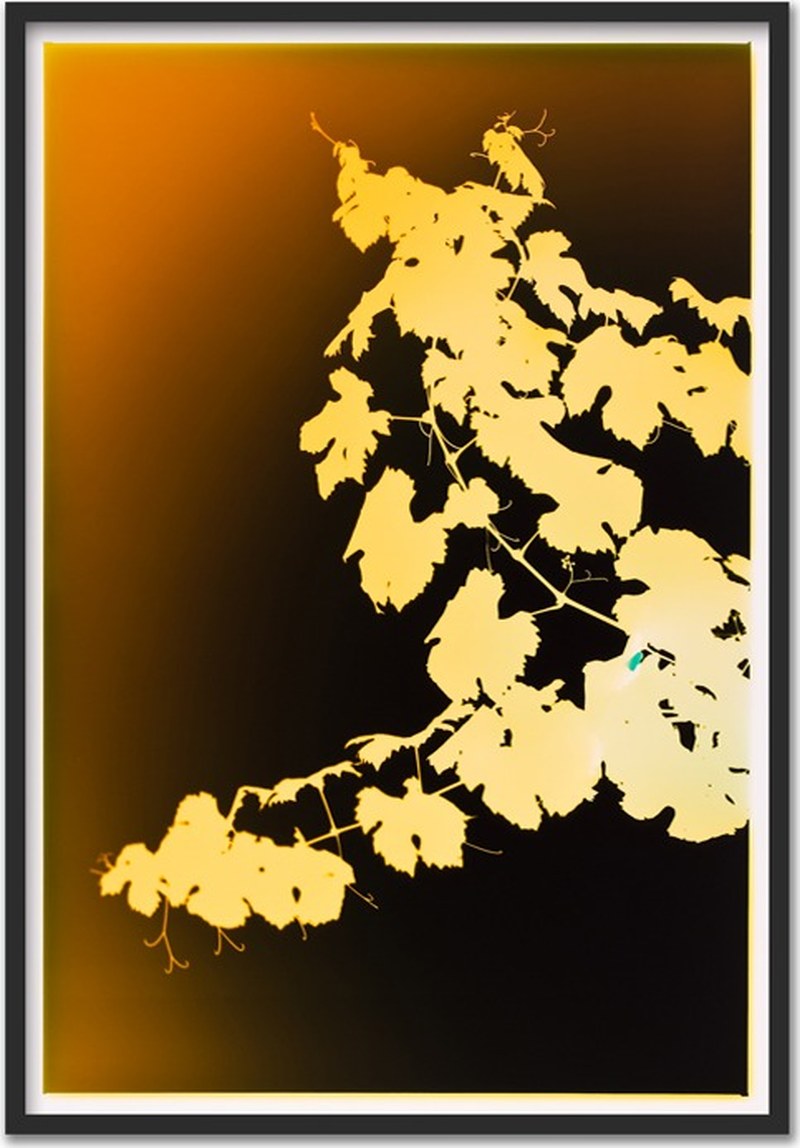 Vinogram ~ 75x110cm