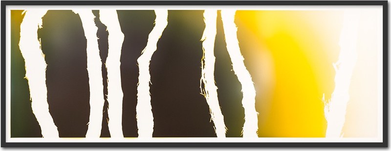 Vinogram ~ 200x75cm